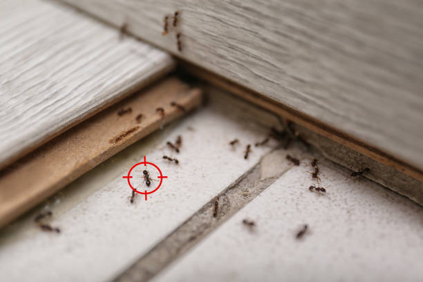 Best Best Pest Control Companies  in Normandy Park, WA