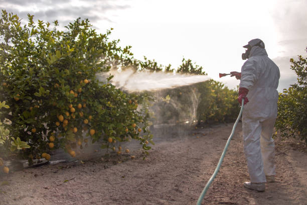 Flea Control Services in Normandy Park, WA