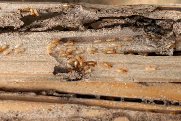 Best Wildlife Control Services  in Normandy Park, WA