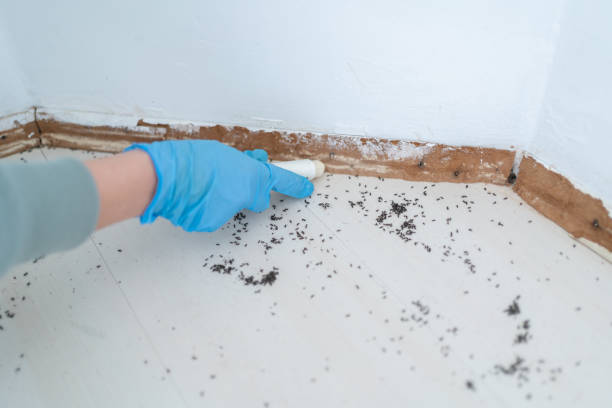 Best Mosquito Control Services  in Normandy Park, WA