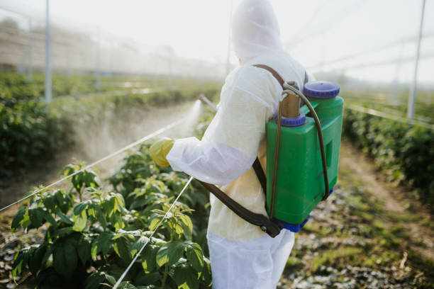 Best Ant Control Services  in Normandy Park, WA